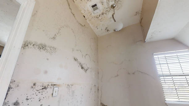 Best Flood Damage  in Orangeburg, NY