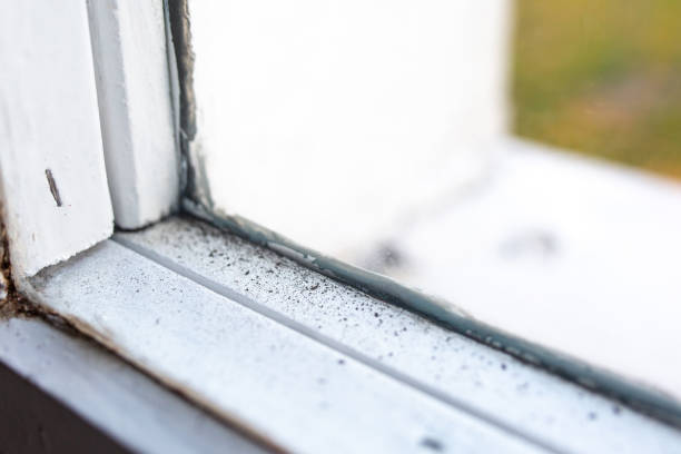 Best Commercial Mold Inspection  in Orangeburg, NY