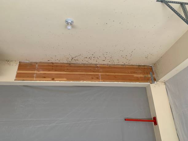 Best Mold Remediation for Healthcare Facilities  in Orangeburg, NY