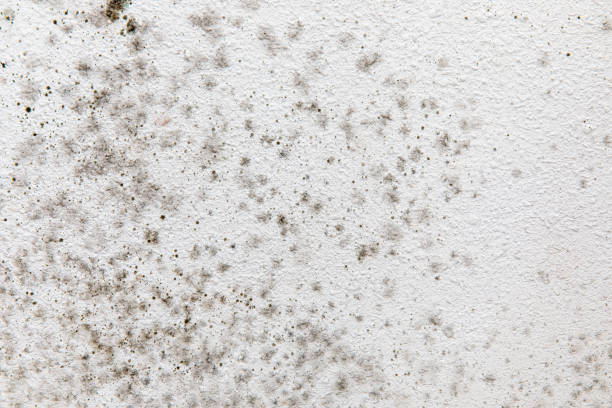 Best Industrial Mold Remediation  in Orangeburg, NY