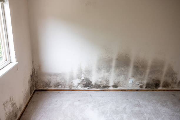 Orangeburg, NY Mold Removal Company