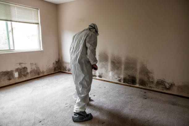 Best Mold Remediation for Healthcare Facilities  in Orangeburg, NY