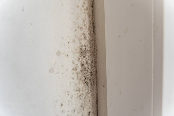 Mold Documentation for Insurance Claims in Orangeburg, NY