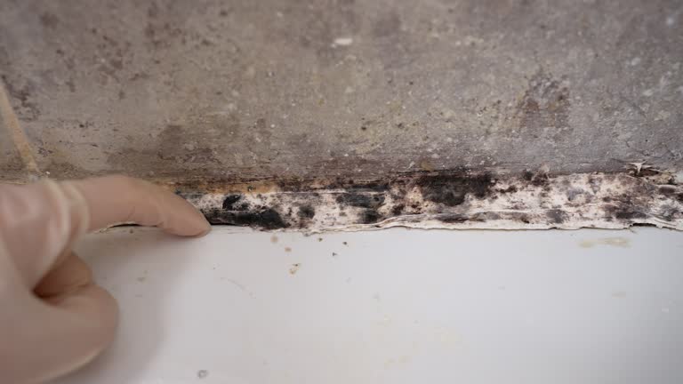 Best Post-Construction Mold Inspection  in Orangeburg, NY